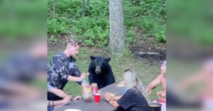 L’orso sente l’odore del burro e si unisce alla famiglia per il pic nic (video)