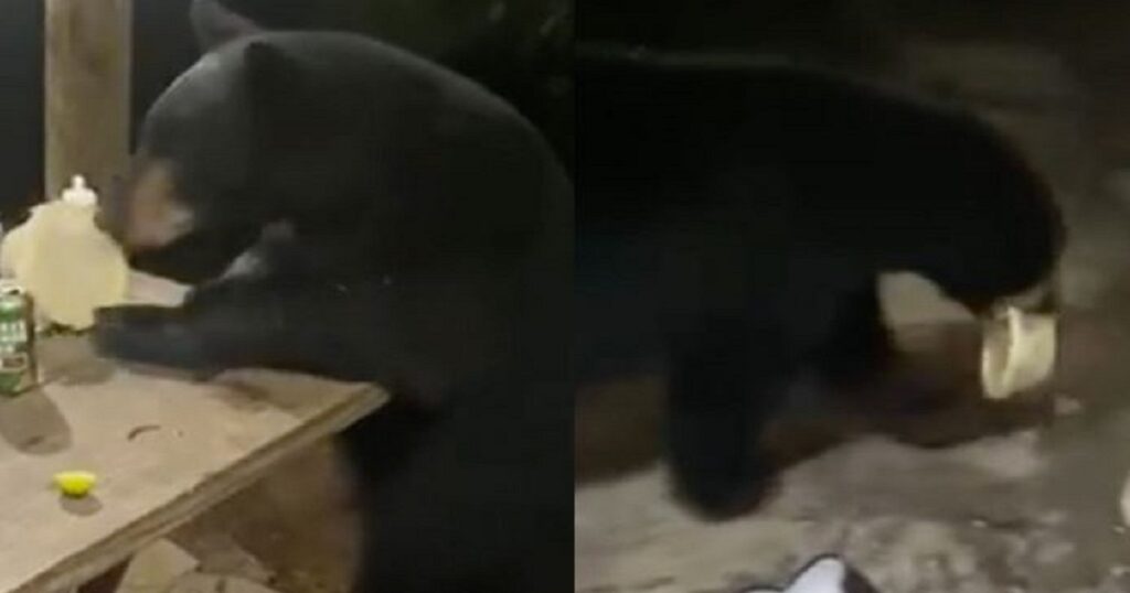 Orso si avvicina ad un tavolo ma poco dopo gira e va via (video)