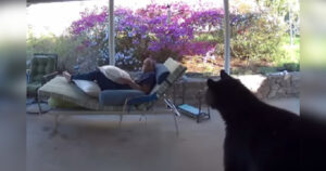 Orso sorprende un uomo mentre riposa nel patio di casa. Un’intrusione finita bene per l’uomo.