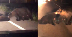 Mamma orsa cerca disperatamente di salvare il cucciolo ferito rimasto in mezzo alla strada (video)