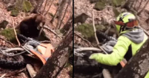 Motociclista salvo per miracolo dall’attacco di un orso in mezzo alla foresta (video)