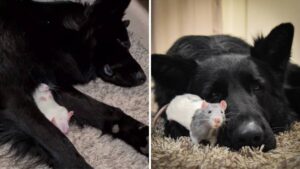 Topo adottato ama fare il pisolino con il cane di famiglia: sono adorabili