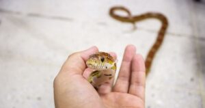 E’ consentito tenere dei serpenti in un appartamento di un condominio? Cosa dicono le norme vigenti