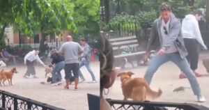 Topo si ritrova nell’area cani di un parco e crea scompiglio tra i presenti: il video virale