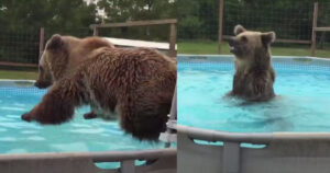 Hanno realizzato una piscina adatta per l’orso Bruiser, i filmati dei suoi tuffi sono diventati virali