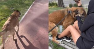 Donna si nasconde nel parco e il suo cane la riconosce dall’odore dopo 6 mesi che non la vede