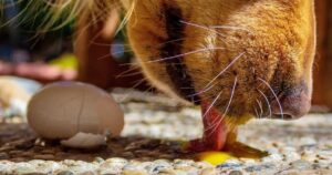 I cani possono mangiare le uova? e in che modo crude o cotte? Ecco qualche consiglio