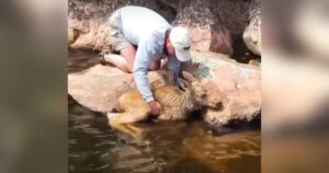 Coraggiosi pescatori salvano due cuccioli di alce dall’annegamento dopo essere rimasti bloccati nel fiume