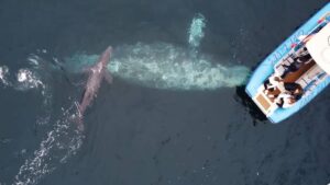 La balena grigia partorisce davanti alle barche dei turisti e tutti rimangono sorpresi (Video)