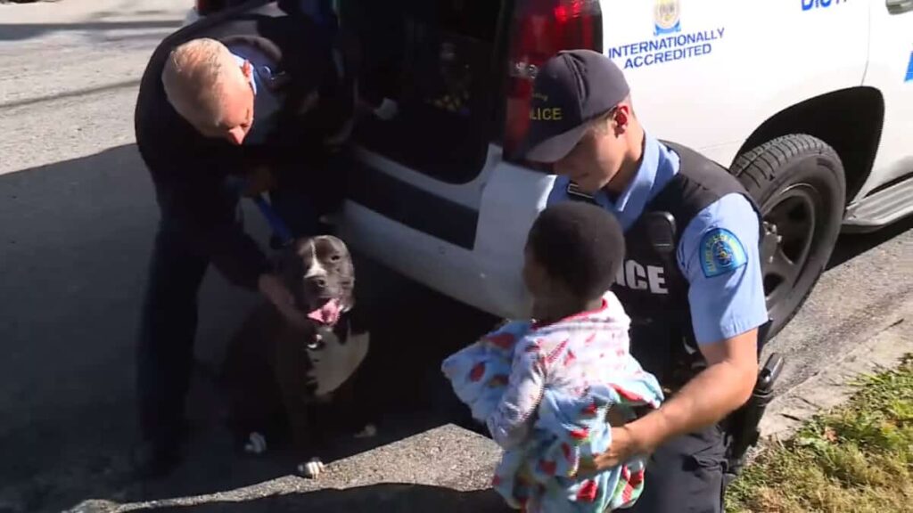 Il pitbull randagio ha protetto il bambino smarrito fino a quando non è stato salvato.