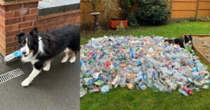 Border Collie ha raccolto oltre 1.000 bottiglie di plastica in 1 anno: un campione del riciclaggio