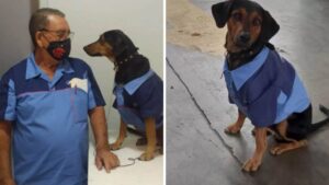 Il cucciolo adottato dai funzionari della stazione di servizio ora ha la sua uniforme