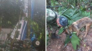 Il cane da salvataggio grazie al suo olfatto trova 4 bambini persi in un incidente aereo in Colombia