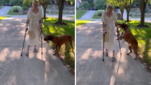 Il cucciolo salta di gioia nel vedere il suo padrone camminare per la prima volta dopo tanti anni [Video]