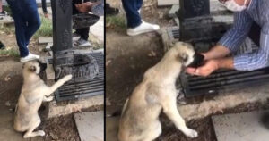Uomo aiuta un cane assetato facendolo bere dalle sue mani (Video)