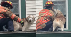 Il cane ha mostrato tutta la sua gratitudine al pompiere che lo aveva salvato (video)