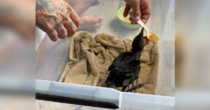 Salvano un corvo e lui torna ogni giorno per ringraziarli: non dimentica la famiglia che si è presa cura di lui