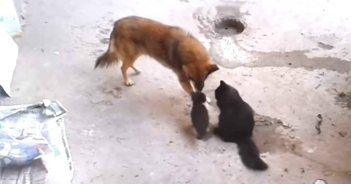 La gatta porta i suoi cuccioli dal suo amico cane per farglieli