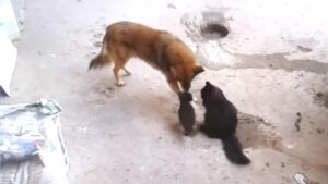 La gatta porta i suoi cuccioli dal suo amico cane per farglieli conoscere (Video)