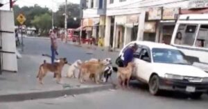 Hanno filmato una donna con 8 cani randagi che chiedeva un passaggio al tassista