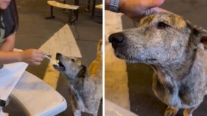 Il cane randagio scoppia in lacrime quando riceve cibo (Video)