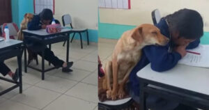 Il cane si accoccola sulla spalla dello studente: la dolcezza di un istante in un tenero video