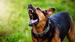 La razza di cane più aggressiva secondo uno studio… e non è il pitbull