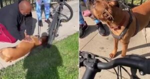 Uomo pratica un massaggio cardiaco al cane per strada e gli salva la vita (Video)
