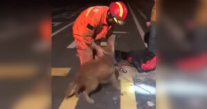 Pompiere salva un cucciolo da un buco: il cane lo ringrazia abbracciandolo