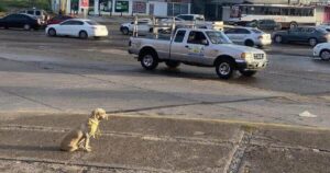 Cane abbandonato aspetta per giorni nello stesso posto: salvata da dei volontari