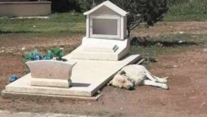 Il fedele cane si è rifiutato di lasciare la tomba del suo padrone e trascorre i suoi giorni al cimitero