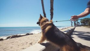 Il povero cane è stato incatenato per tutta la vita. Guarda la sua reazione quando vede per la prima volta l’oceano