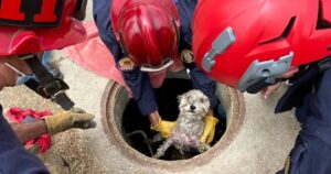 I vigili del fuoco salvano un cane intrappolato in una fogna da tre giorni