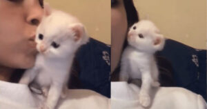 La tenera reazione del gattino dopo aver ricevuto un bacino dalla sua amica umana (video)