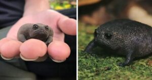 Black rain frog, la rana che suona come giocattoli per animali domestici e sembra un avocado arrabbiato