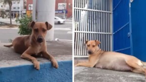 Cane randagio arriva dal veterinario per partorire mentre papà cane aspetta alla porta