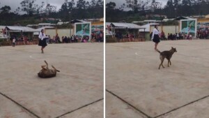 Un cagnolino ruba l’attenzione di tutti i presenti coi suoi “passi proibiti”, durante un evento di danza organizzato dalla scuola.