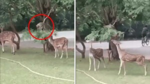 La scimmia vede i cervi in cerca di cibo e abbassa il ramo dell’albero in modo che possano nutrirsi