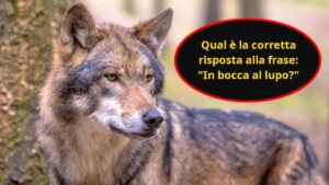 Rispondere a ‘in bocca al lupo’: ‘crepi’, è veramente la risposta corretta?