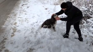 Cane chiede ad un uomo di aiutarla a salvare i suoi cuccioli dal freddo