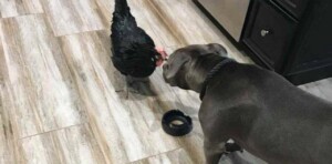 La gallina cieca ha incontrato degli amici speciali: due pitbull che hanno alleviato i suoi dolori