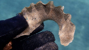 Se noti questo sulla spiaggia, tieniti a distanza: scopri di cosa si tratta e perché dovresti prestare attenzione