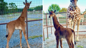 Uno zoo del Tennessee chiede aiuto per dare un nome a una rara giraffa neonata senza macchie
