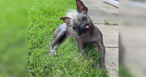 Sembra un extraterrestre, lui è Mr Happy Face il cane dallo strano sorriso considerato il più brutto del mondo