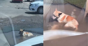 Un cucciolo trova una buca piena d’acqua e la usa per rinfrescarsi come fosse una piscina