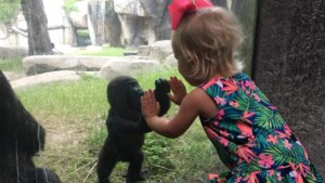 La bambina ed il gorilla che giocano allo zoo mostrano quanto siamo simili (VIDEO)