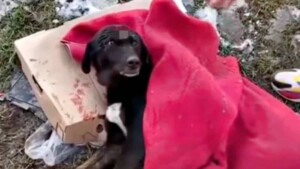 Emozionante ritrovamento: una coppia consola un cane abbandonato in strada con solo una coperta