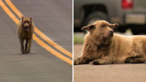 La storia di Bruno, un vecchio cane che ogni giorno percorre più di 6 chilometri