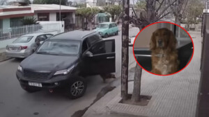 Il momento in cui il cane ha “rubato” il Suv del suo padrone… Ha approfittato di una svista e l’ha messo in moto (VIDEO)