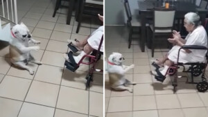 L’anziana nonnina intona un canto e il cane impazzisce, ballando di fronte a lei a ritmo di musica.